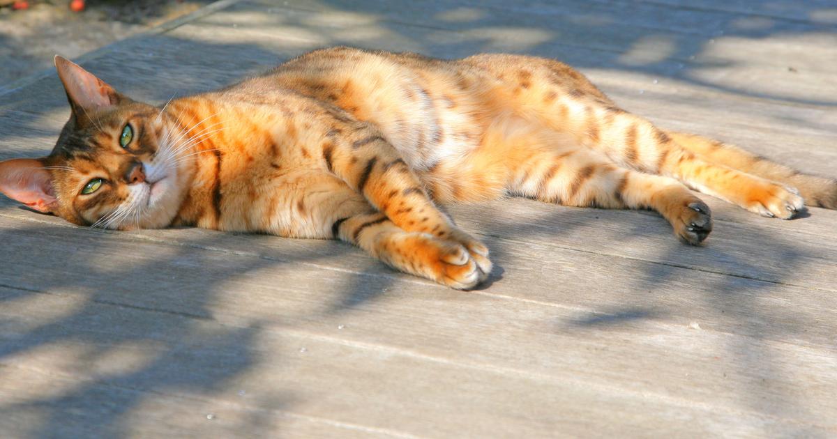 Quelles sont les races de chat qui supportent le mieux la chaleur?