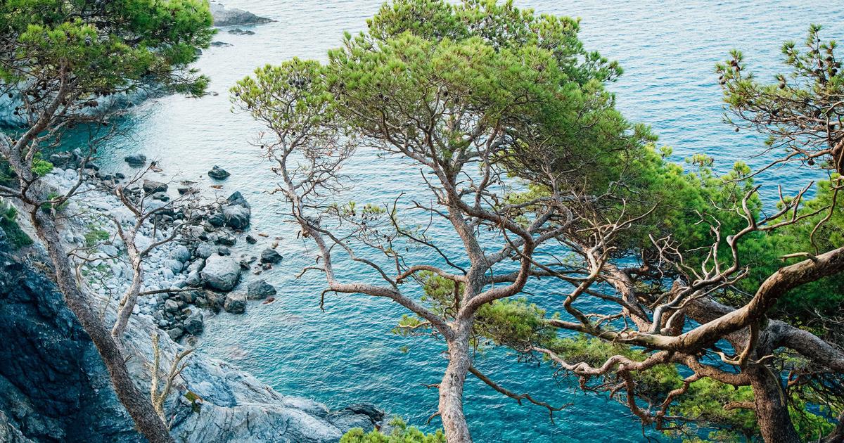 «Du cousu main» : comment Chanel a initié une viticulture de précision sur l’île paradisiaque de Porquerolles