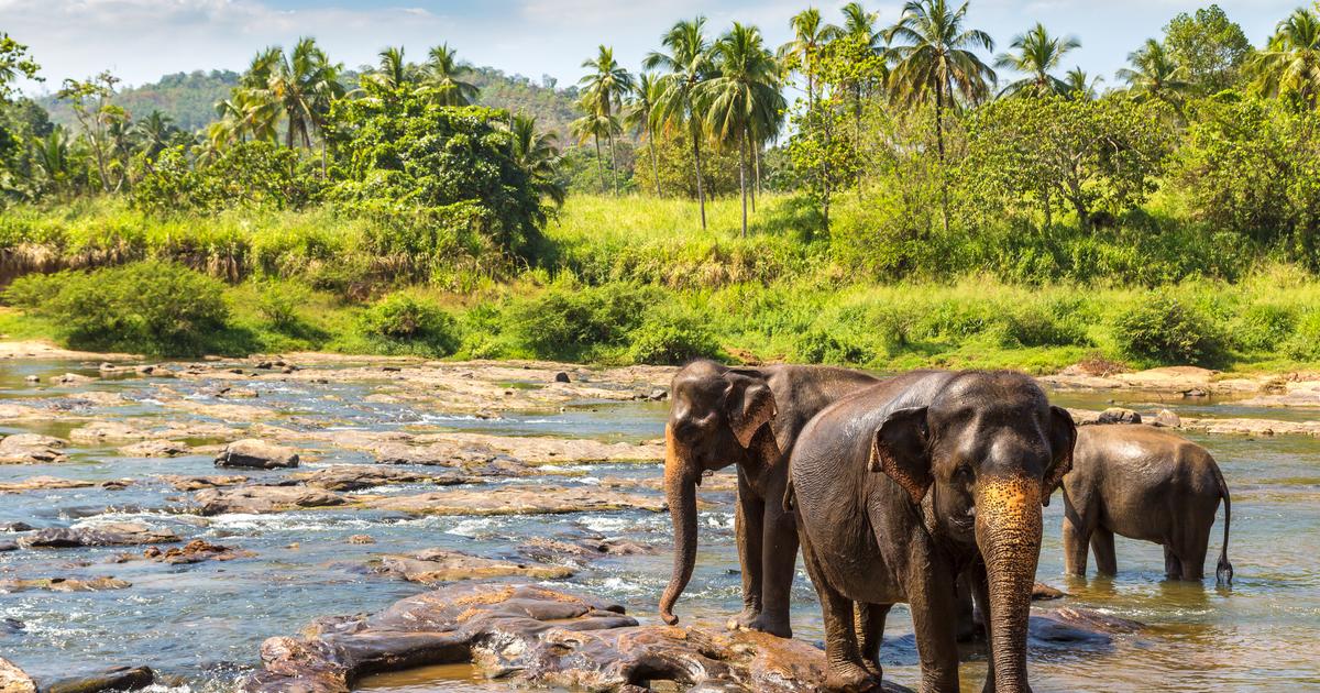 Au sri lanka, un nouvel éléphant sauvage tué par un train