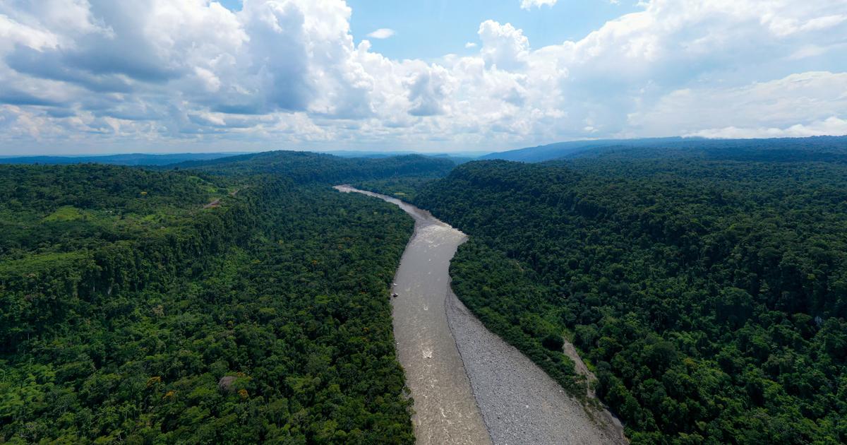 La destruction des forêts tropicales à un niveau record