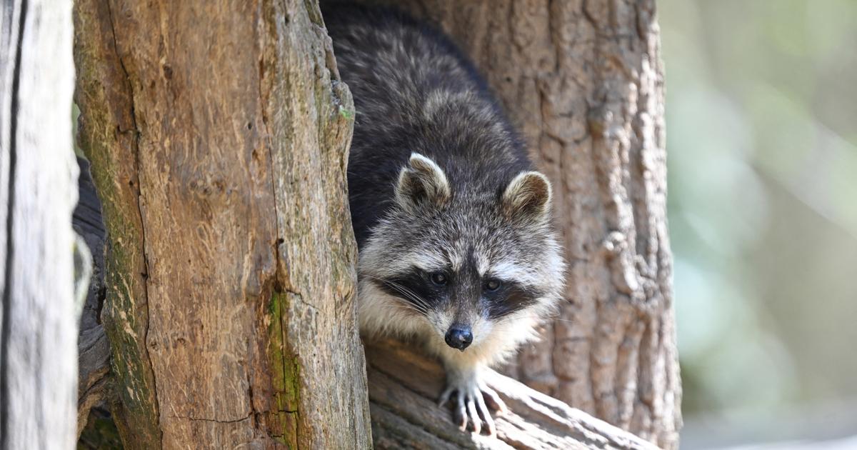En gironde, la population des ratons laveurs a doublé en quatre ans