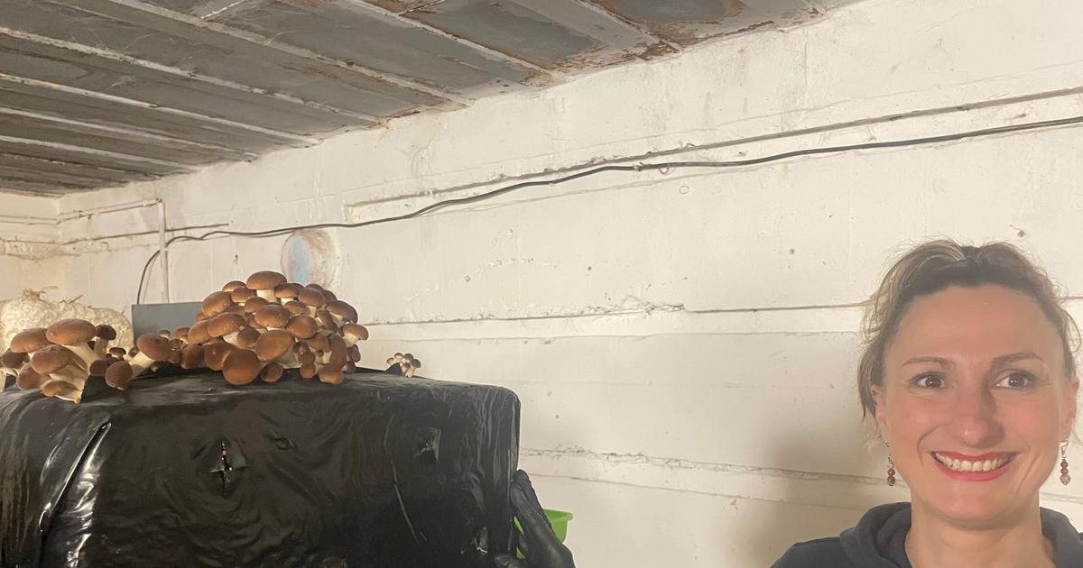 À Bordeaux, une agricultrice fait pousser des champignons dans un blockhaus de la Seconde Guerre mondiale