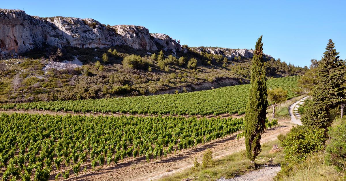 Changement climatique : le vin européen souffre plus que les autres du réchauffement, selon une étude