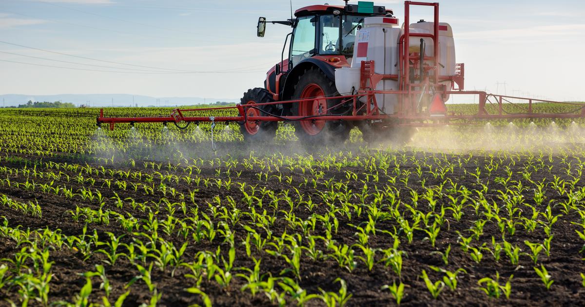 Qu’est-ce que l’acétamipride, ce pesticide décrié dans la proposition de loi «Duplomb» ?
