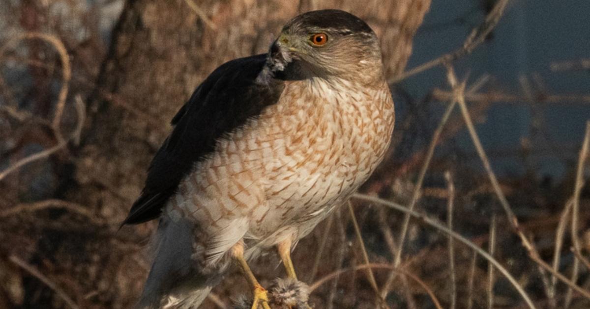 都市の鳥が赤い光を利用して獲物を狩るとき