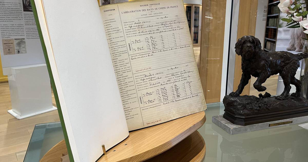 Le premier musée du chien en france ouvre ses portes à aubervilliers