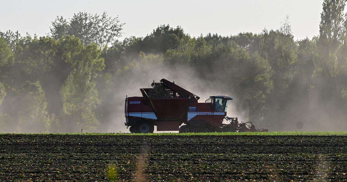 À quel point les néonicotinoïdes sont-ils nocifs, pour la santé humaine et pour l’environnement?