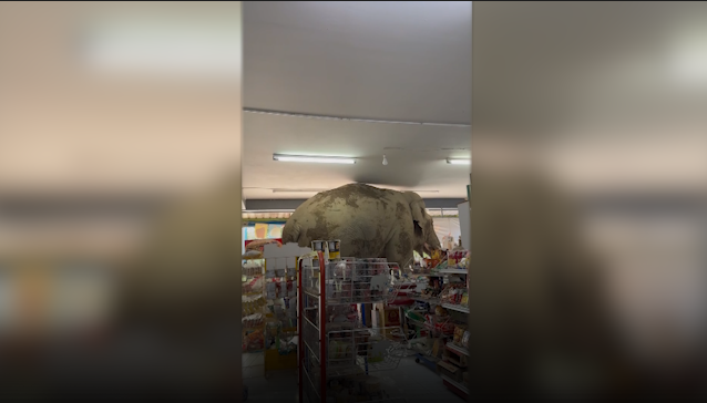 Thaïlande : un éléphant sauvage entre dans un magasin à la recherche de nourriture