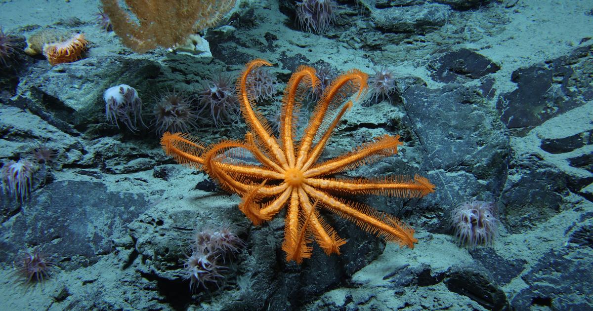 L’homme a réellement observé moins de 0,001% des profondeurs des océans