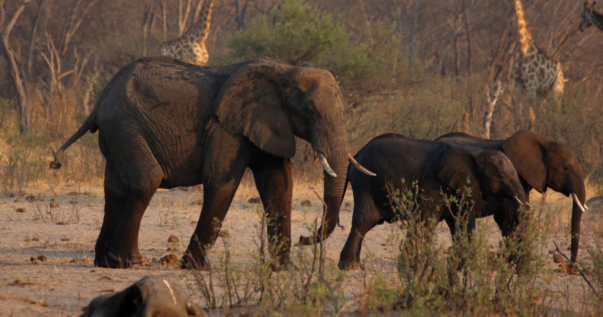 Pourquoi le zimbabwe va abattre et distribuer la viande de dizaines d’éléphants