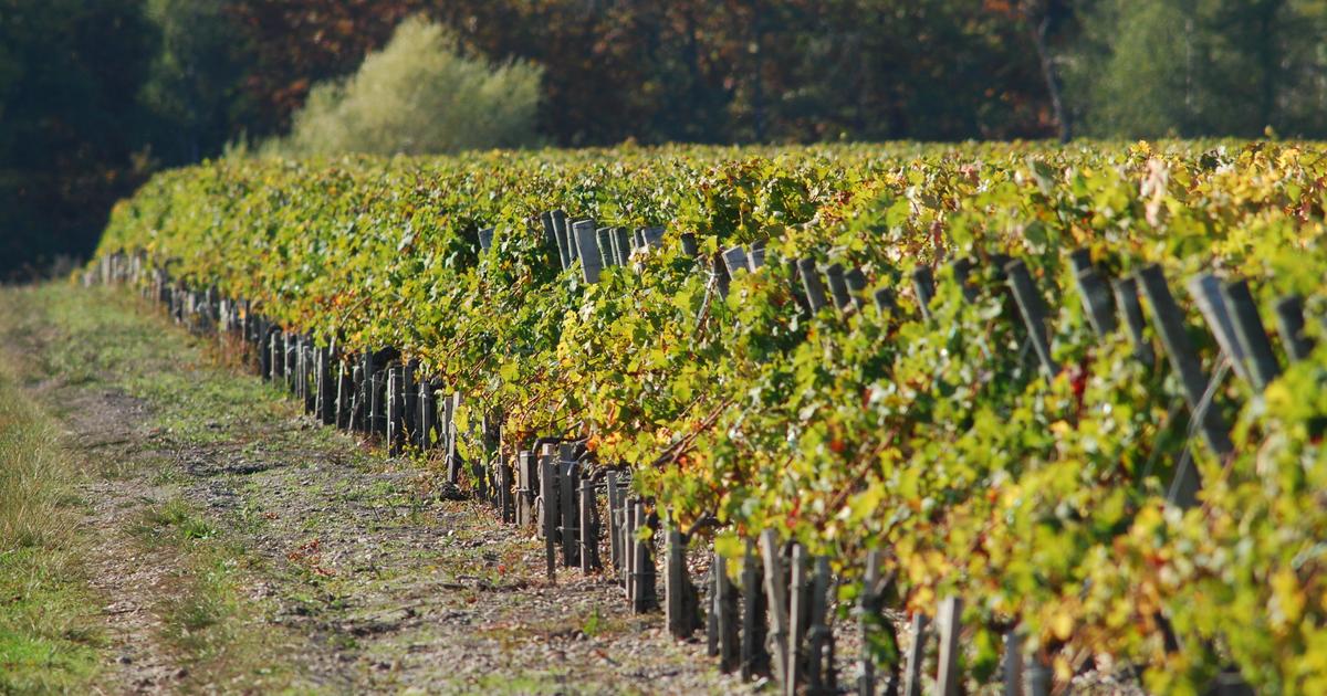 Bordeaux en primeur : les 10 meilleurs vins rouges de Pessac Léognan, des propriétés de légende aux cuvées accessibles