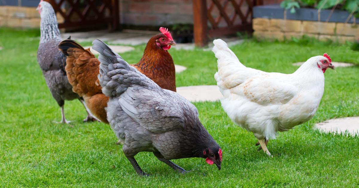 Adopter une poule : 5 choses à savoir avant de vous lancer