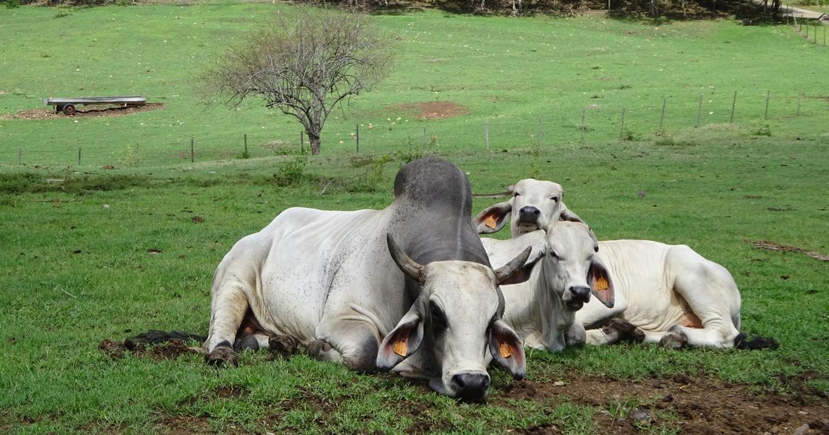Une vache de la Martinique tête d’affiche du Salon de l’Agriculture 2026