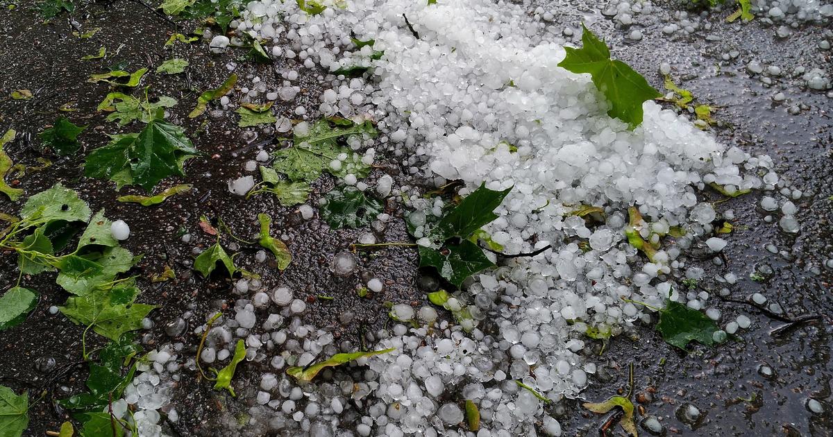 «Au lieu de faire 30.000 bouteilles, on va en faire 3000, peut-être 5000» : dans le sud de la Bourgogne, des intempéries terribles pour les vignerons