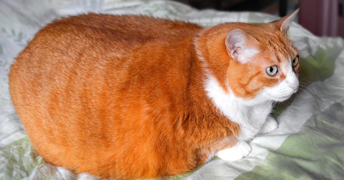 Mon chat est obèse ou en surpoids : que faire?