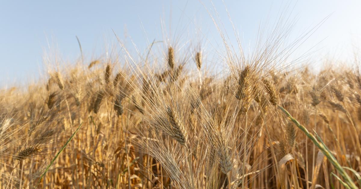 États-unis : deux scientifiques chinois arrêtés par le fbi pour avoir introduit un champignon toxique sur le territoire