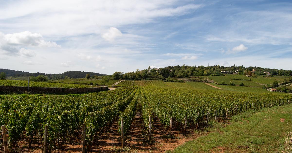 Bordeaux nouvelle génération : les 10 châteaux ayant connu une renaissance à l’occasion du millésime 2024, disponible en primeur