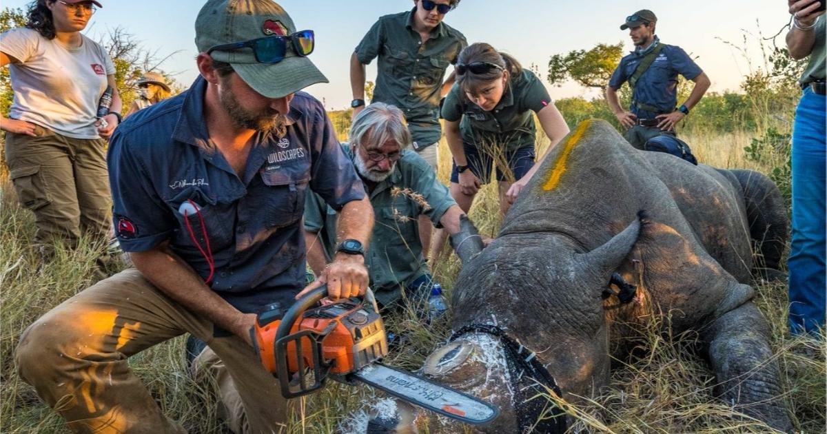 南アフリカでは、Rhinoの削除が密猟を減らします