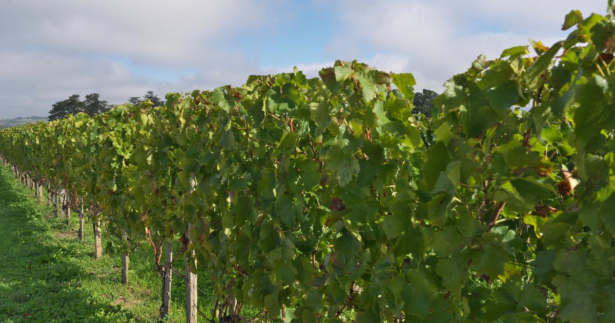 Vin de Bordeaux : le ministère de l’Agriculture révèle des chiffres alarmants sur le recul des surfaces de vigne
