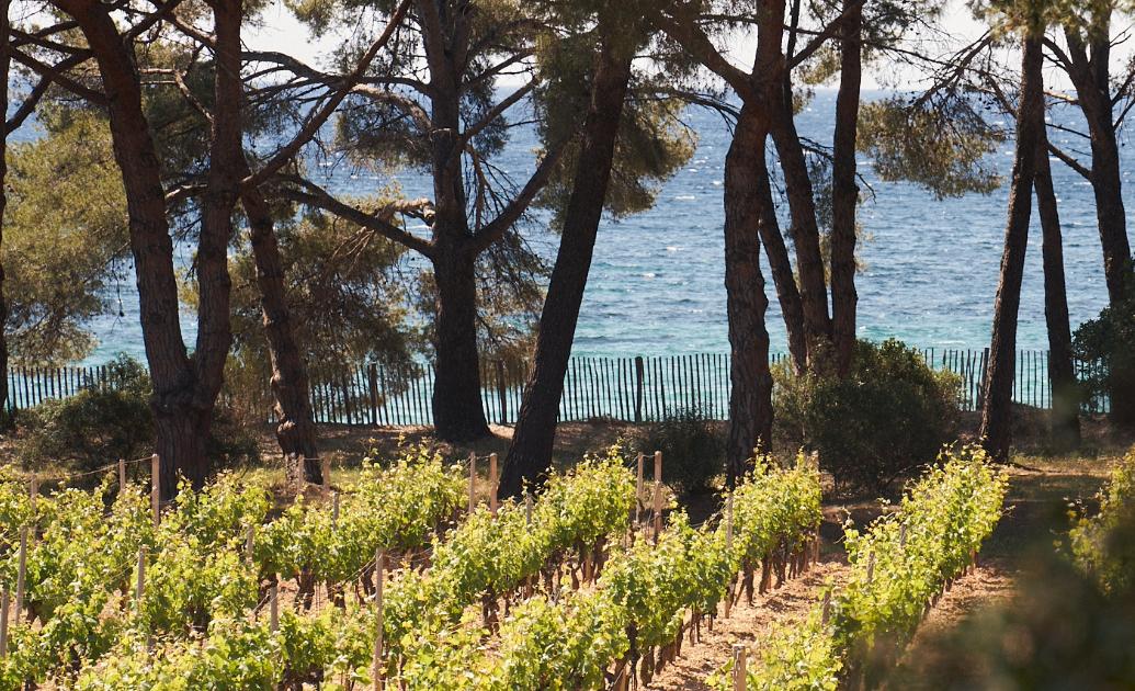 Avec ses vignes les pieds dans la Méditerranée, que vaut le vin rosé du Clos Mireille ?