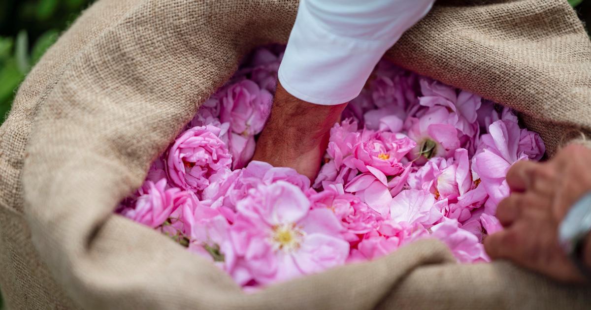 «Si vous ne cueillez pas le jour même… c’est perdu» : à Grasse, la Centifolia, l’or rose des parfums de luxe