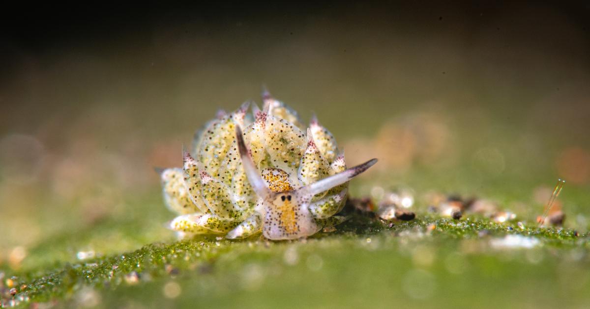 Cet animal marin au surnom amusant est un bon indicateur de la santé des récifs coralliens