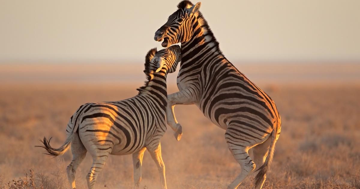 Seul un amoureux des langues trouvera l’origine de ces noms d’animaux