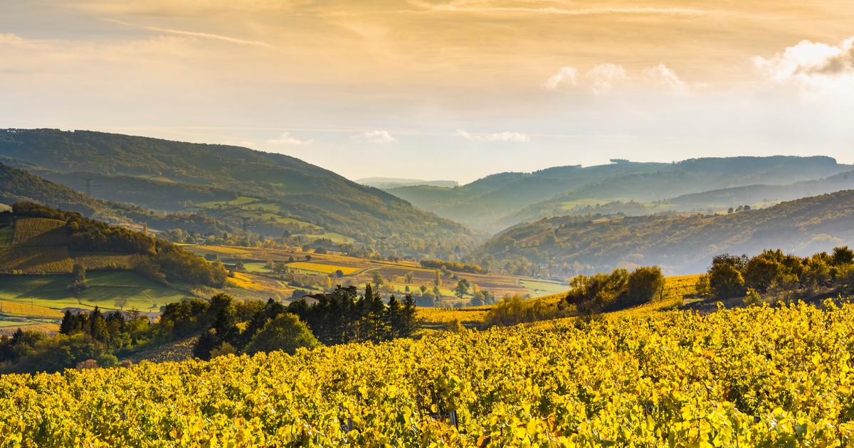 Prix des terres agricoles : jusqu’à 120 millions d’euros l’hectare pour un vignoble en Bourgogne