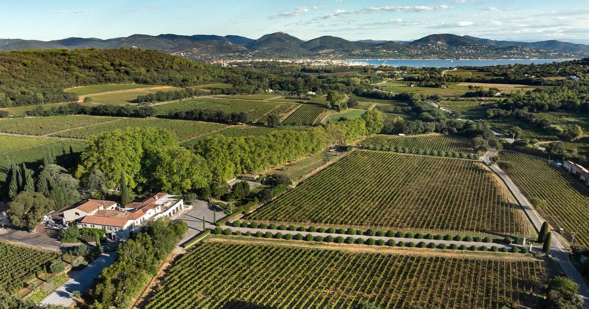 Au château Minuty, des abeilles précieuses pour la biodiversité et la productivité