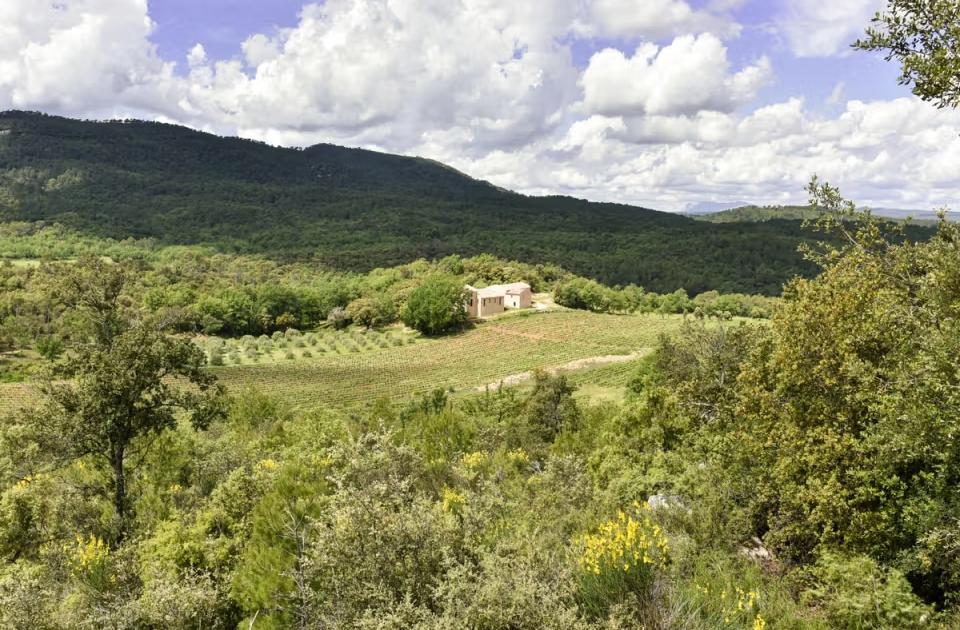 «Elle avait presque disparu» : comment le domaine Mira Luna a réintroduit la chouette effraie au cœur de ses vignes