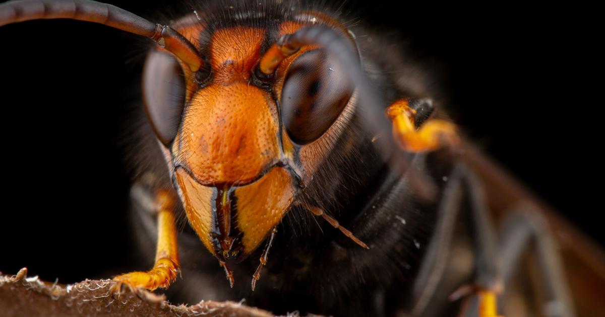 Asian Hornets: School Closure