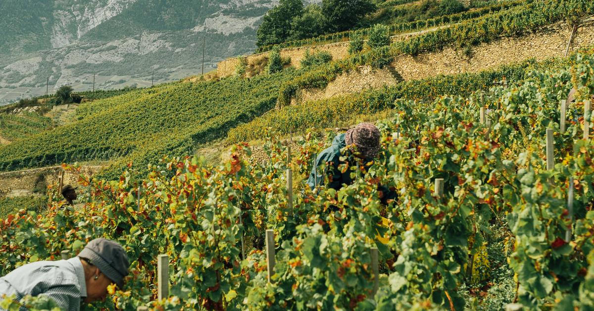 «Cela permet de réalimenter les stocks» : la Suisse lance le premier projet de réserve climatique pour sécuriser son vignoble