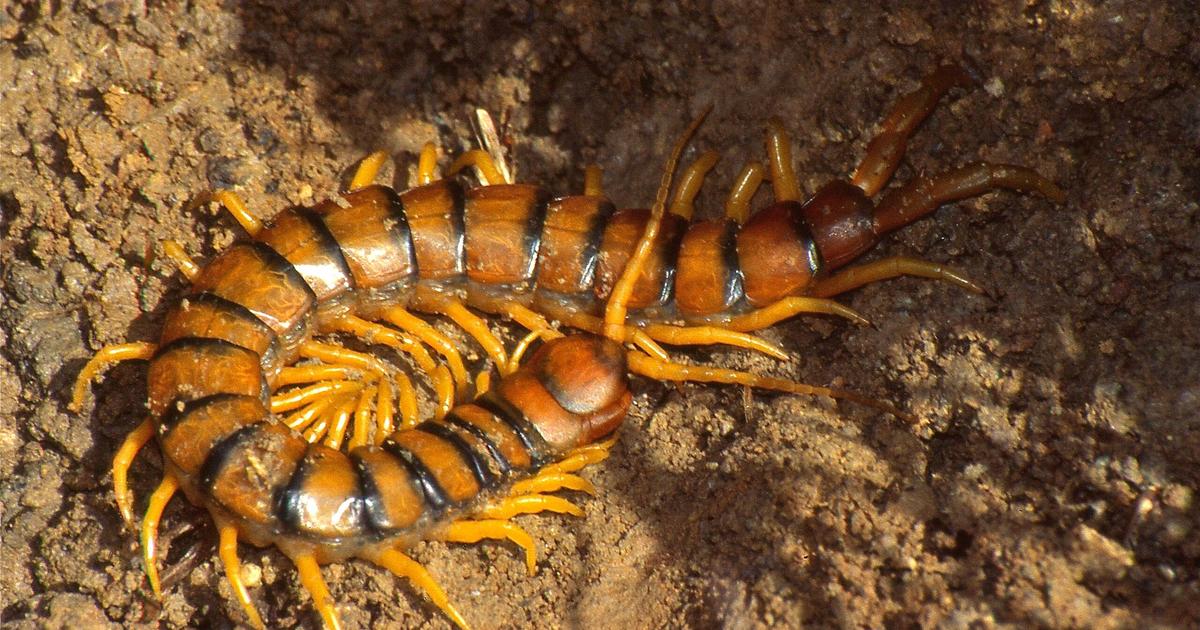 森林の劣化と観光によって脅かされた牛乳町