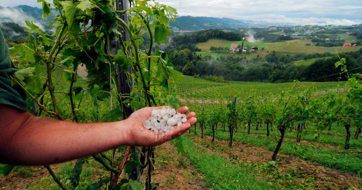 «Le travail d’une année a été mis à terre» : à Bordeaux, les vignerons de moins en moins aidés face à la grêle