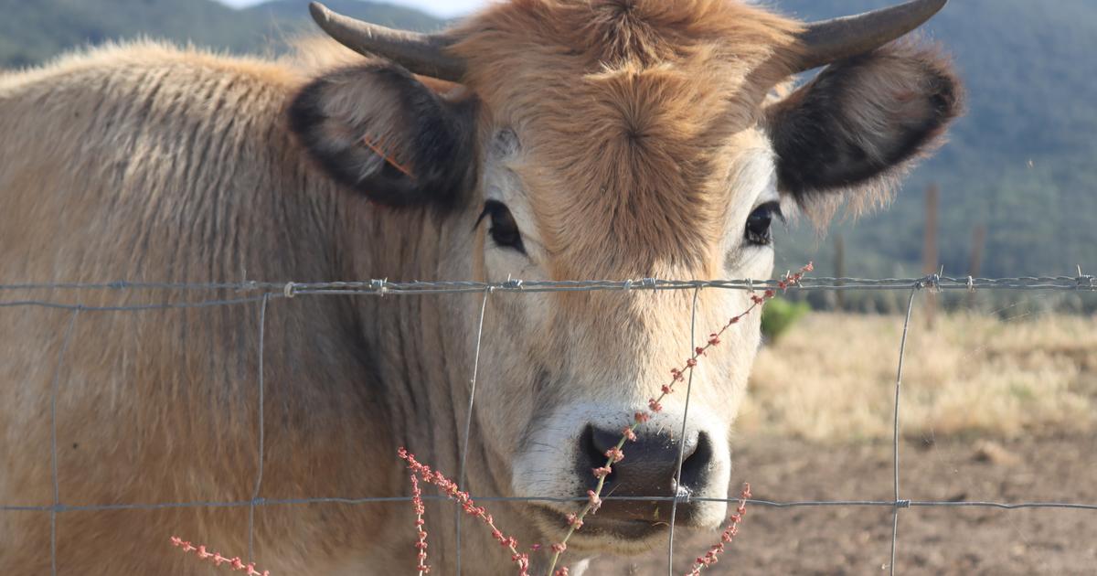 «Une organisation familiale structurée» : un abattoir clandestin démantelé dans une exploitation agricole près de Nice