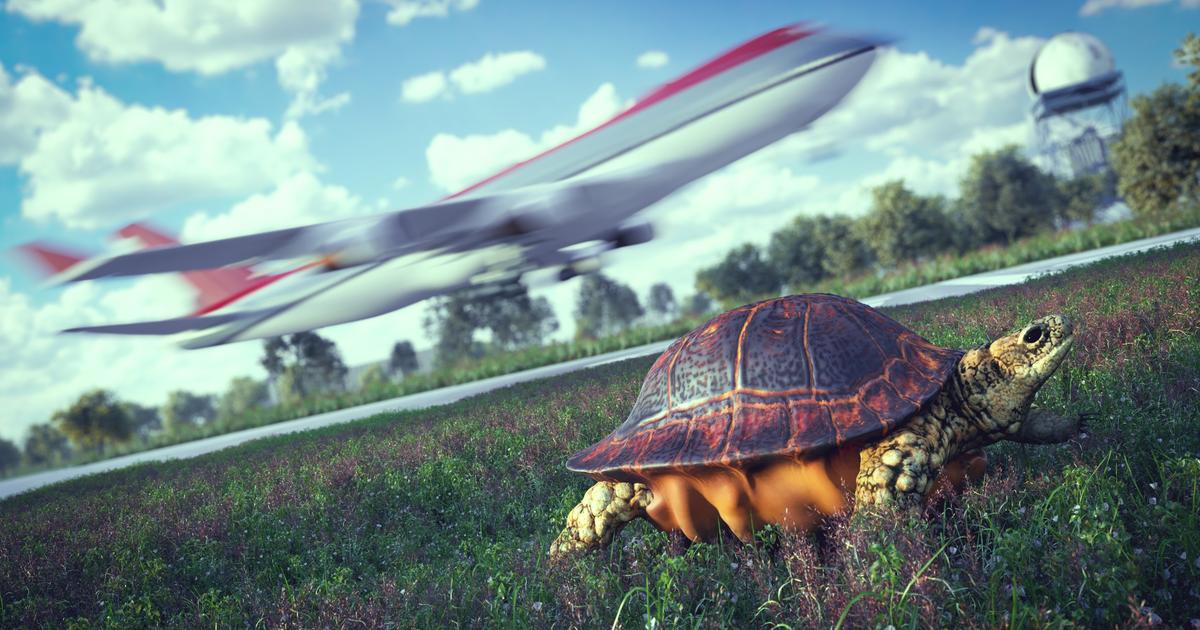 crash落した飛行機のパイロットは、カメを避けたいと思っていました