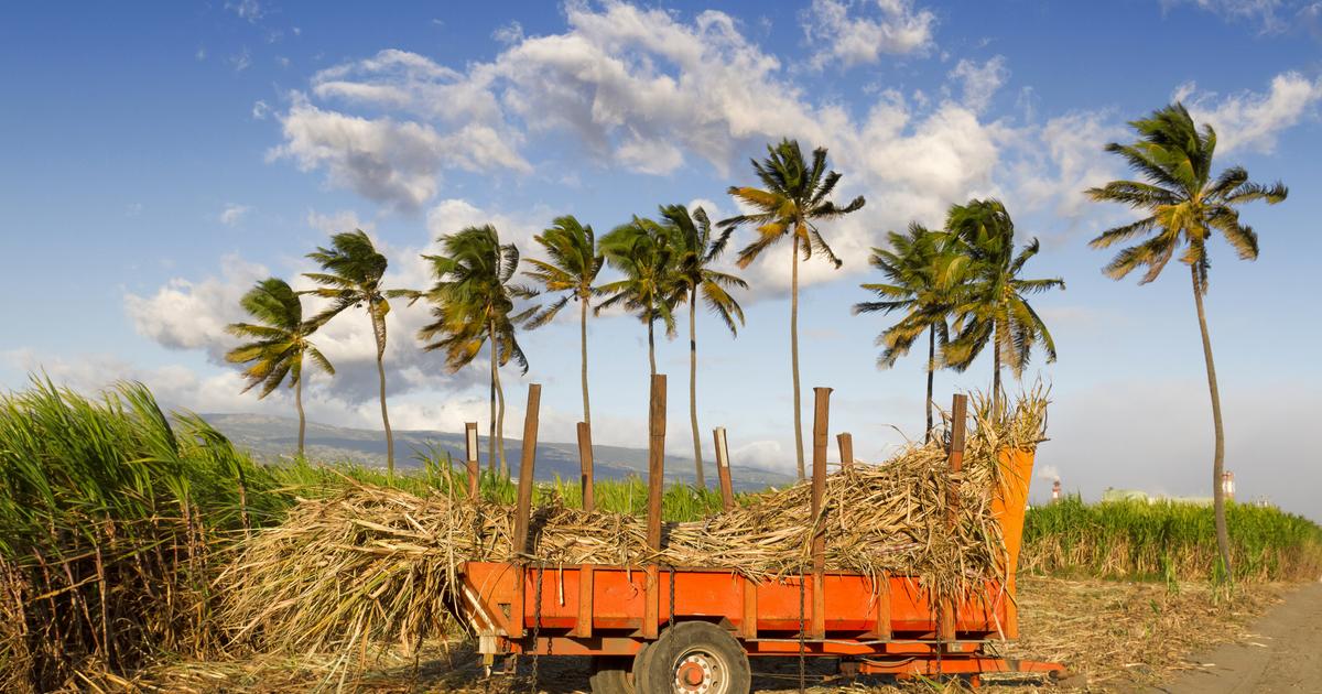 Cyclone et sécheresse : à La Réunion, la production de rhum fortement malmenée