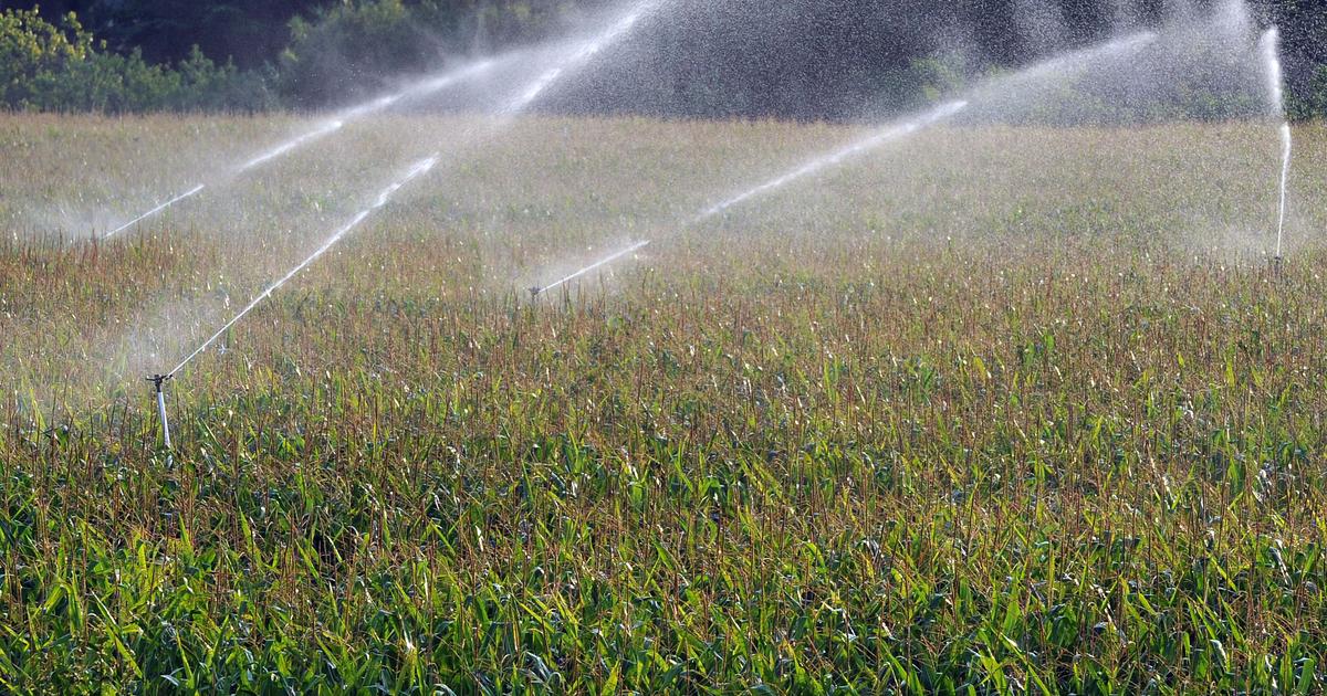 Sensible aux grandes chaleurs, gourmande en eau… Face au dérèglement climatique, la culture du maïs remise en cause