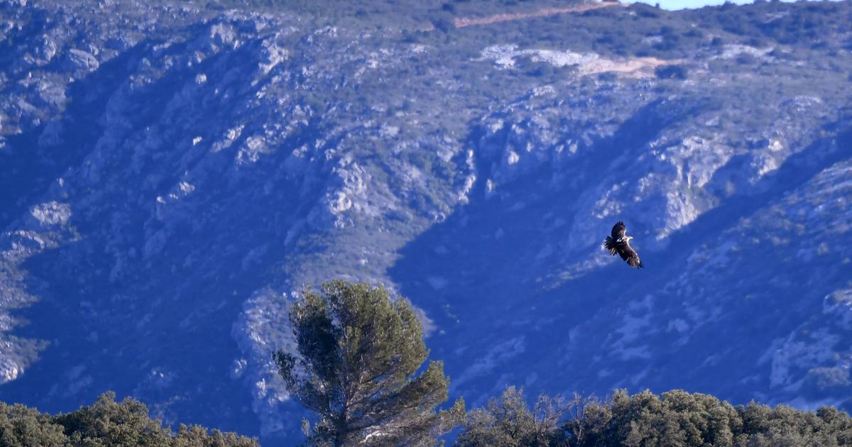 Au château Calissanne, du vin et la préservation d’une espèce rare : l’aigle de Bonelli