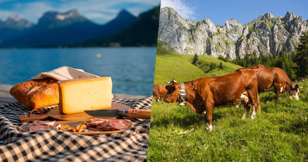 Fromage Abondance : la production en péril à cause «d’une diminution inquiétante» du nombre de vaches