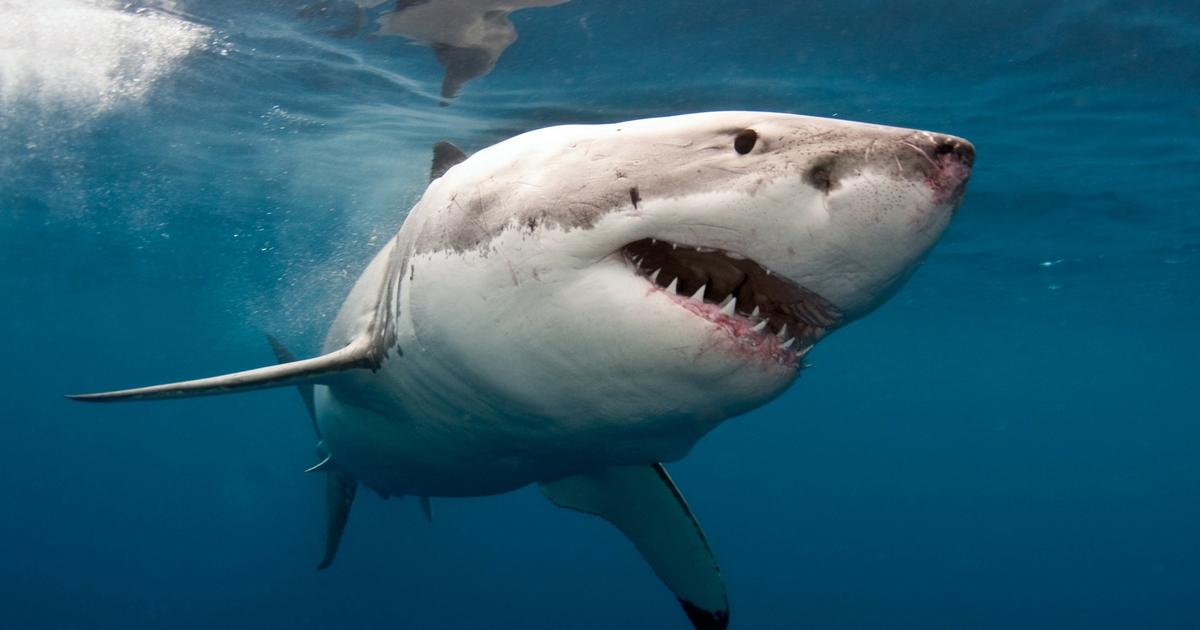 映画「The Teeth of the Sea」がサメの集合的な恐怖症に燃料を供給した方法