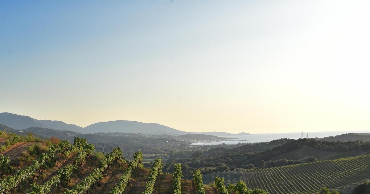 À Sartène, le nouvel eldorado encore confidentiel des amateurs de vins et d’authenticité corse
