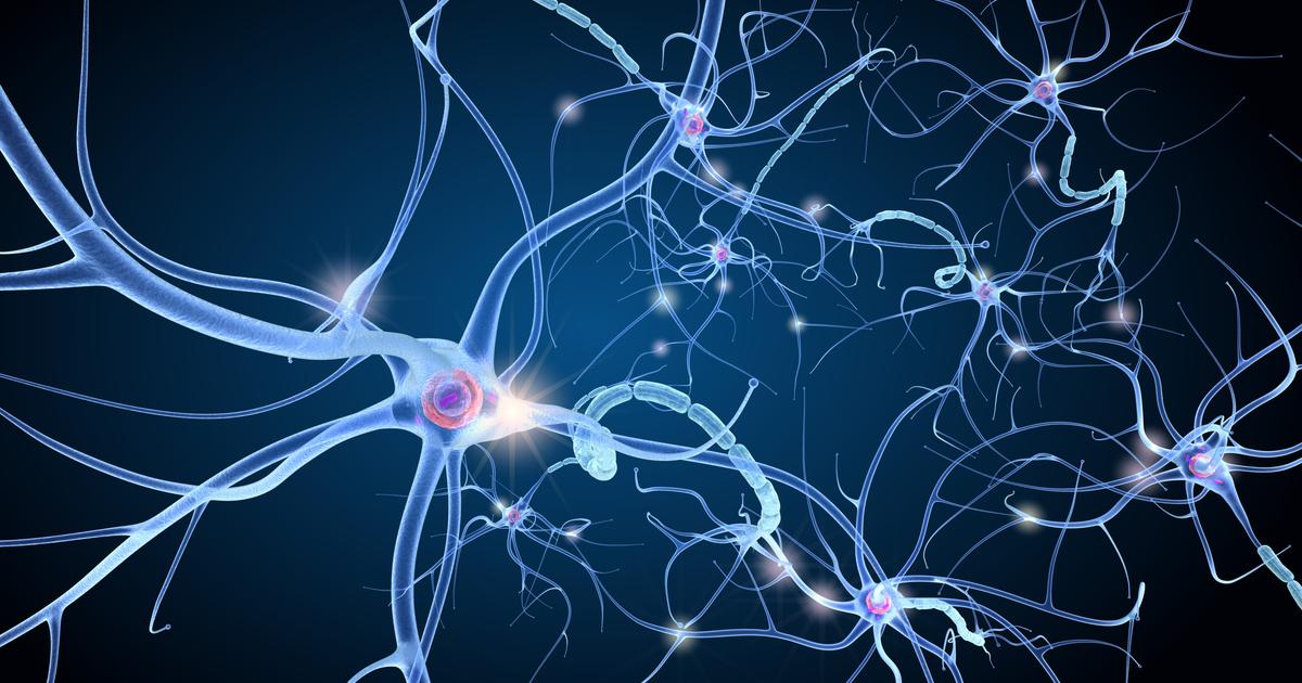 Le cerveau fabrique bel et bien des nouveaux neurones à tout âge