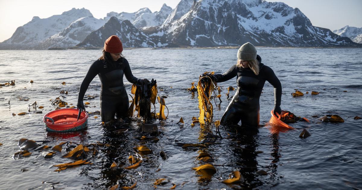 温暖化は、北極海での有毒藻類の増殖を促進する