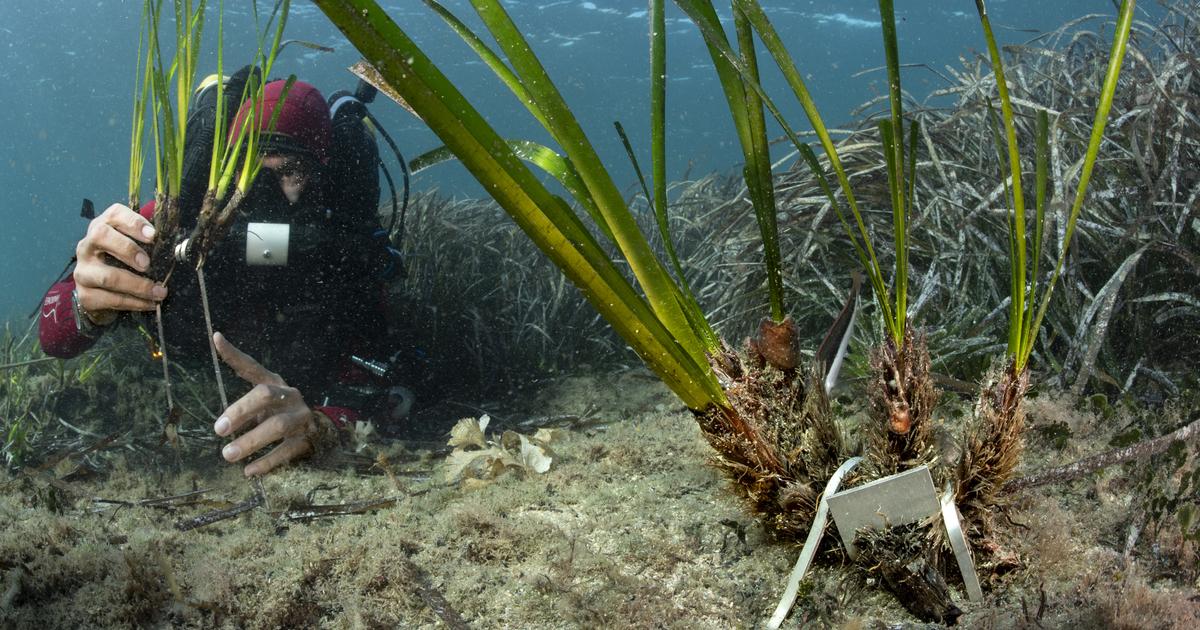 地中海では、Posidonia herbariaが地面に戻りました