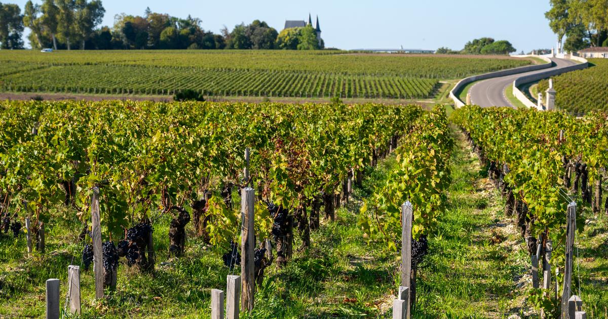 Droits de douane à 30% : une «catastrophe» pour la viticulture française
