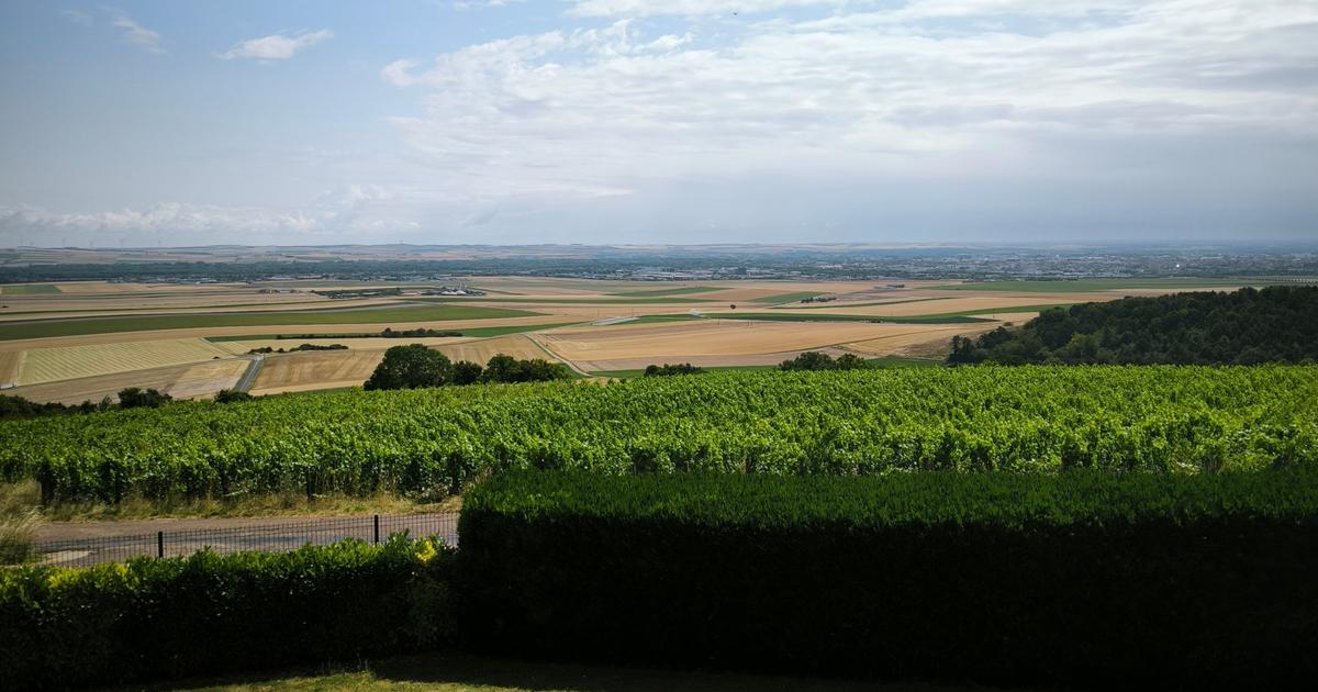 «C’est une prise de risque» : pourquoi il est difficile de trouver des champagnes sans sulfites
