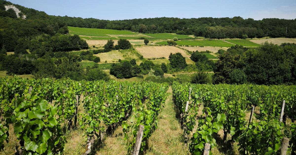 Dynamique et abordable, cette appellation méconnue est un refuge pour les amateurs de vin de Bourgogne