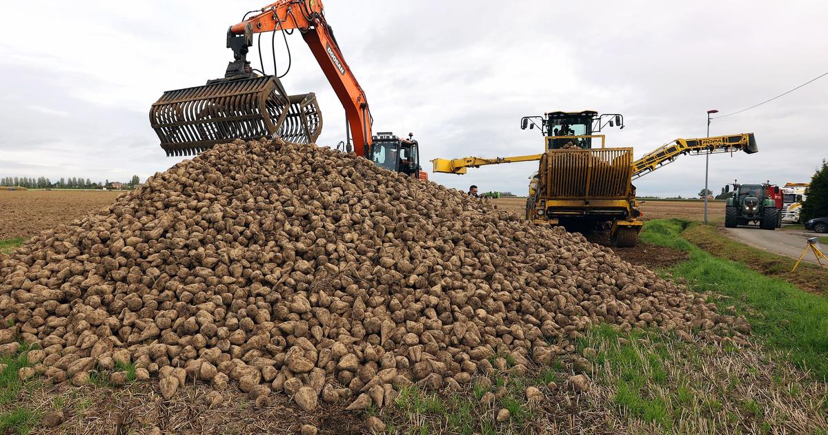 «C’est un peu David contre Goliath» : face à une pétition «orchestrée», les syndicats agricoles défendent la loi Duplomb