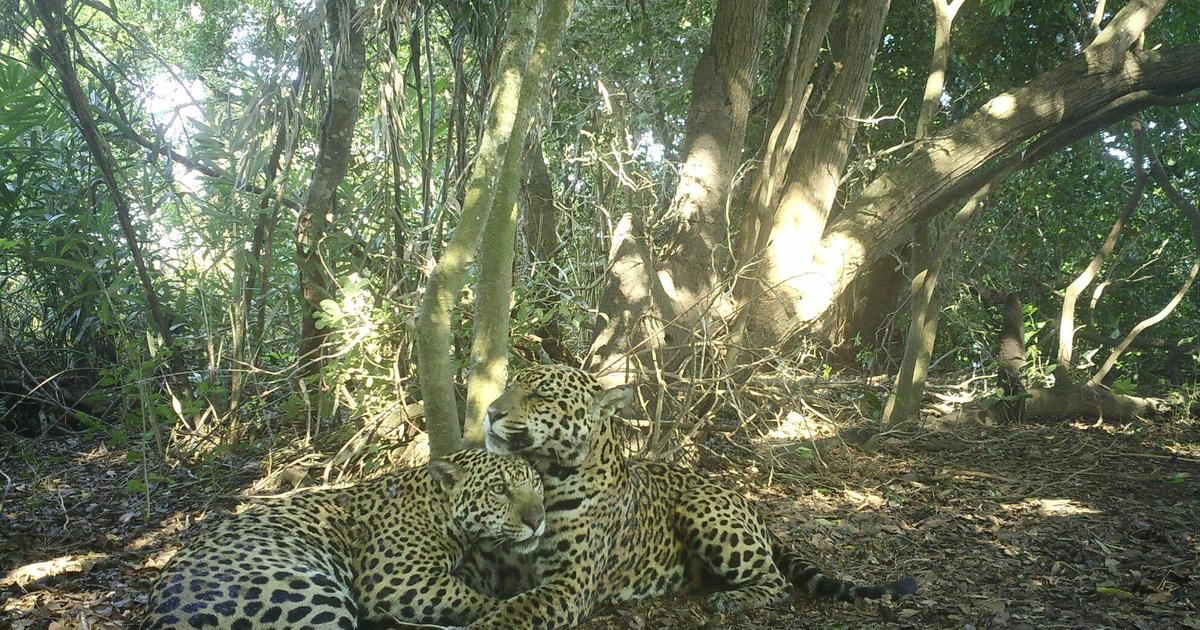 ブラジルでは、この生物多様性聖域は、光に脅かされたジャガーの避難所になりました